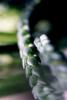  657  cacti-worm.jpg
